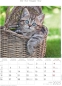 Preview: Bildkalender A4 Katzen